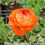 Photo Ranunculus, Persian Buttercup, Turban Buttercup, Persian Crowfoot, orange