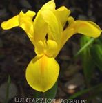 Ksifium (Dutch Iris, Iris Angielski)