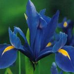 mynd Hollenska Iris, Spænska Iris, blár