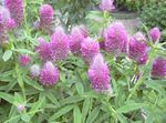 Photo Red Feathered Clover, Ornamental Clover, Red Trefoil, lilac