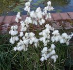 フォト 綿の草, ホワイト