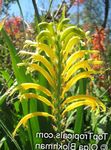 Photo Fanions, Cornflag Africain, Cobra Lily, jaune