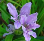 Photo Baboon Flower, light blue