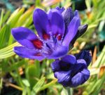 fotografie Floare Babuin, albastru