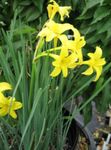 Perú Daffodil, Ilmandi Ævintýri Lily, Viðkvæmt Lily