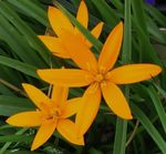 fotoğraf Boyalı Tavuskuşu Çiçek, Tavuskuşu Yıldız, turuncu