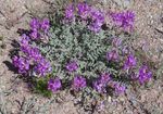 kuva Astragalus, violetti
