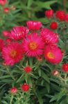 foto New England Aster, rosso