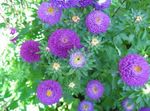 Photo China Aster, pourpre