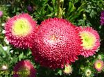 foto China Aster, rosso