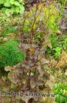 Mitsu-Ba, Japonų Honeywort, Japonų Petražolių