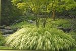 foto Hakone Grama, Capim Floresta Japonês, luz verde Cereais