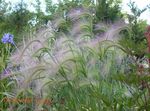 Foxtail barley, Squirrel-Tail