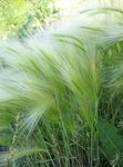 Photo Foxtail barley, Squirrel-Tail, silvery Cereals