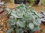 Photo Helichrysum, Gléasra Curaí, Immortelle, silvery Ornamentals Leafy