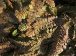 Foto New Zealand Messing Knapper, brun Grønne Prydplanter