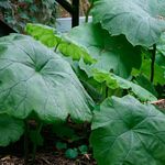 Foto Parasollblad, Shieldleaf Rogeri Lill, roheline Lehtköögiviljad Ilutaimed