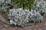 フォト 埃っぽいミラー、銀サワギク, 銀色 緑豊かな観葉植物