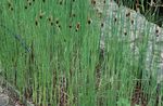 სურათი ფოთლოვანი Cattail, ტოტორათი, კაზაკთა Asparagus, დროშები, ლერწამი ჯავზი, ჯუჯა Cattail, მოხდენილი Cattail, მწვანე წყლის მცენარეები