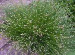 Fiber Optic Grass, Salt Marsh Bulrush