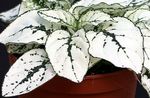 Nuotrauka Polka Dot Augalas, Šlakelis Veido, baltas Lapinės Dekoratyviniai Augalai