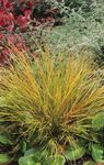 Photo Pheasant's Tail Grass, Feather Grass, New Zealand wind grass, red Cereals