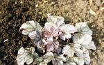 fotografie Heuchera, Floare De Coral, Clopote De Corali, Alumroot, argintiu Plante Ornamentale Cu Frunze