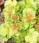 Foto Heuchera, Korallenrote Blumen, Korallen Glocken, Alumroot, hell-grün Dekorative-Laub