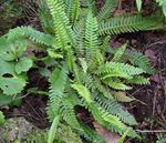 Photo Blechnum, green Ferns