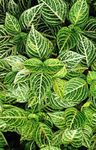 Nuotrauka Bloodleaf, Vištienos Gerklė, žalias Lapinės Dekoratyviniai Augalai