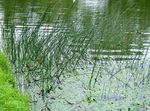 снимка Истинската Папура, зелен Водни