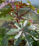 foto Ricinus, Caster Olie Plant, Mole Bonen, Higuera Infernal, bordeaux, claret Lommerrijke Sierplanten