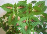 Photo Coleus, Flame Nettle, Painted Nettle, green Leafy Ornamentals