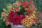 Foto Coleus, Liesmu Nātres, Krāsotas Nātre, daudzkrāsains Lapu Dekoratīvie Augi