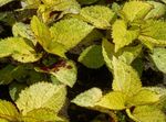 Photo Coleus, Flame Nettle, Painted Nettle, yellow Leafy Ornamentals
