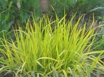 Photo Foxtail grass, yellow Cereals