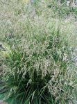Tuftade Hairgrass, Gyllene Hairgrass, Hår Gräs, Hassock Gräs, Tuva Gräs