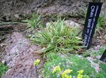 fénykép Carex, Sás, zöld Gabonafélék