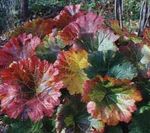 fotografie Deštník Rostlina, Indická Reveň, pestrobarevný Dekorativní-Listnaté