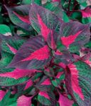 Foto Liellopa Steiks Augs, daudzkrāsains Lapu Dekoratīvie Augi