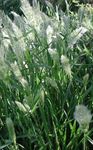 Jaarlijkse Baard-Gras, Jaarlijkse Rabbitsfoot Gras