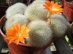 zdjęcie Rebutia, pomarańczowy pustynny kaktus