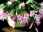 foto Easter Cactus, rosa il cacatus forestale