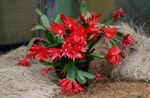 Фото Рипсалидопсис, красный кактус лесной
