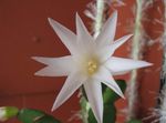 снимка Великденски Кактус, бял лесен кактус