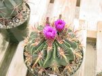 Nuotrauka Ferocactus, rožinis dykuma kaktusas