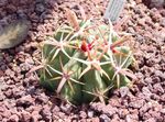 Foto Ferocactus, sarkans tuksnesis kaktuss