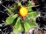 fotografie Ferocactus, žltá pustý kaktus