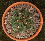 Bilde Ferocactus, gul ørken kaktus