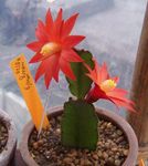 Foto Drukkenbolte Drøm, rød træ kaktus